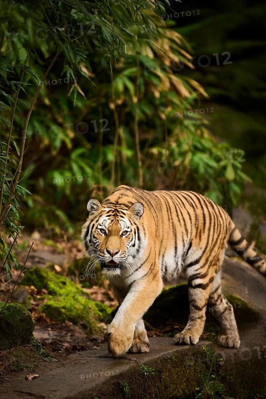 Siberian tiger or Amur tiger (Panthera tigris altaica) walking on the ground, captive, habitat in Russia