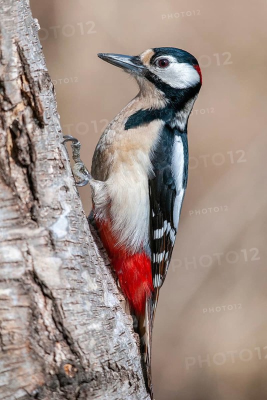 Great Spotted Woodpecker, Great Spotted Woodpecker, Birds, High Size, Portrait, Male, Piciform, Woodpecker