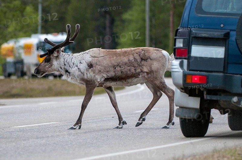 Artiodactyla, even-toed ungulate, Finland, cloven-hoofed, rangifer tarandus, reindeer, mammals, road traffic, mammals, traffic