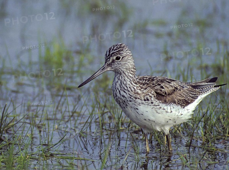 Greenshank, greenshank, tringa nebularia, birds, charadriiformes, leo, limikolen, snipe birds, scolopacidae, birds, waders, waders