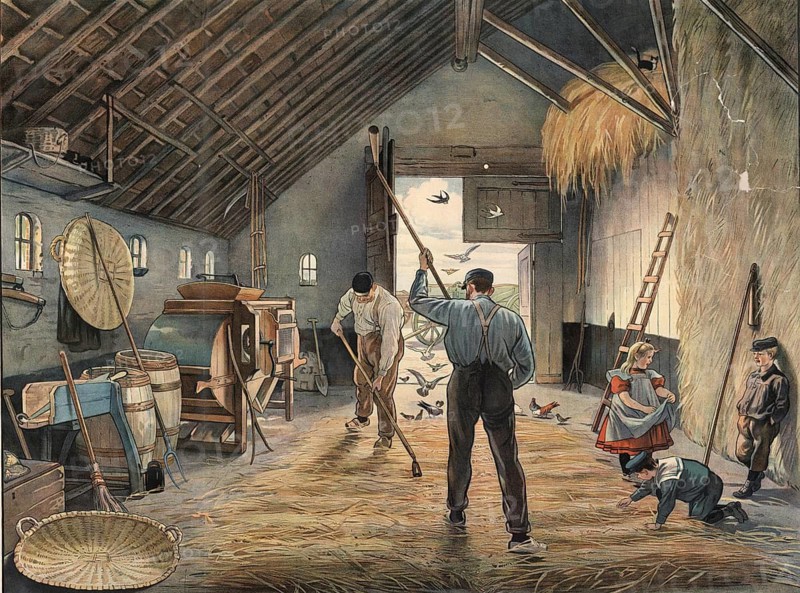 The picture illustrates the traditional, artisanal threshing of grain in a barn. Two men hit the grain in the background with flails to separate the grains from the ears, school picture, illustration, reproduction of a model from the 19th century. School picture, mural, authentic, file restored for optimal use, exact date of original unknown, historical