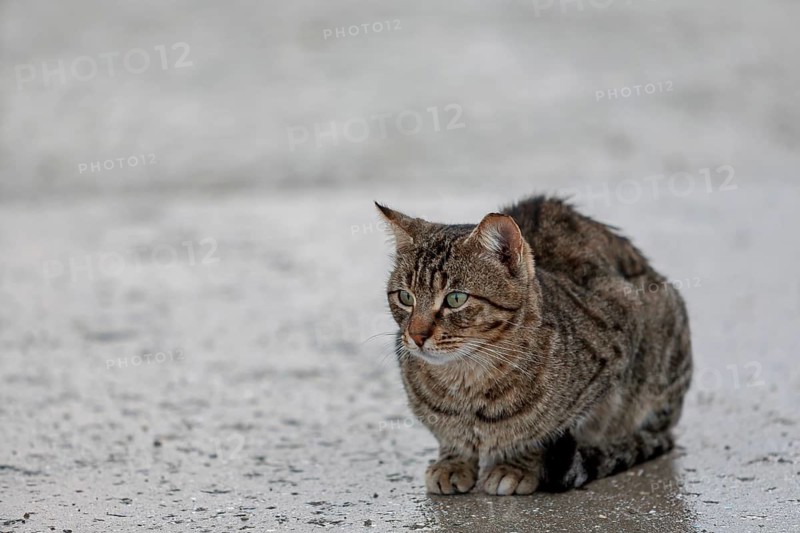 Domestic cat (Felis silvestris catus) in the rain, Cyprus