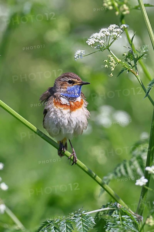 White-starred bluethroat (Luscinia svecica cyanecula), male, perched on wood chervil (Anthriscus sylvestris), songbird, wildlife, Ochsenmoor, nature photography, Dümmer See nature park Park, Hüde, Lower Saxony, Germany