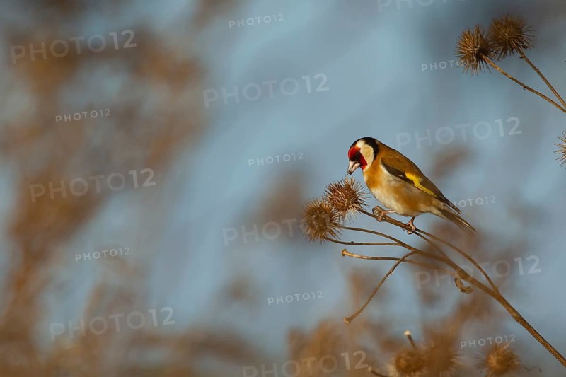 European goldfinch (Carduelis carduelis) adult bird feeding on a Burdock (Arctium lappa) plant seedhead, England, United Kingdom