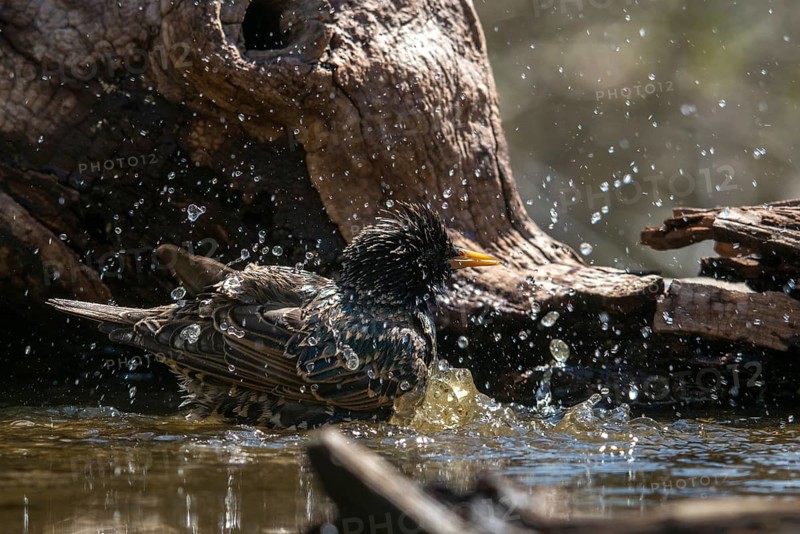 Star, Starling, Sturnus Vulgaris, Bath, Bird Bath, Birds, Passeri, Songbirds, Potion, Birdbath, Birds, Watering Place