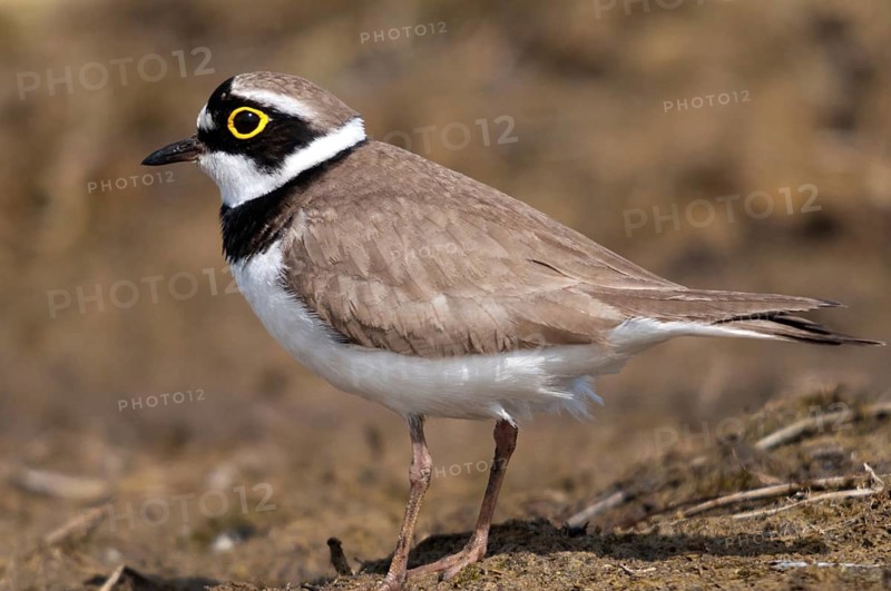 Charadrius dubius, plover, little ringed plover, birds, charadriiformes, limikolen, plower, plover, birds, waders, waders