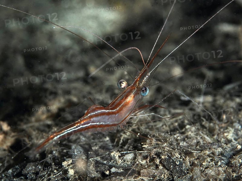 A shrimp with long tentacles, the narwhal shrimp (Plesionika narval), moves across the seabed, dive site on the Giens Peninsula, Hyères, Porquerolles, Provence, Côte d'Azur, Mediterranean Sea, France