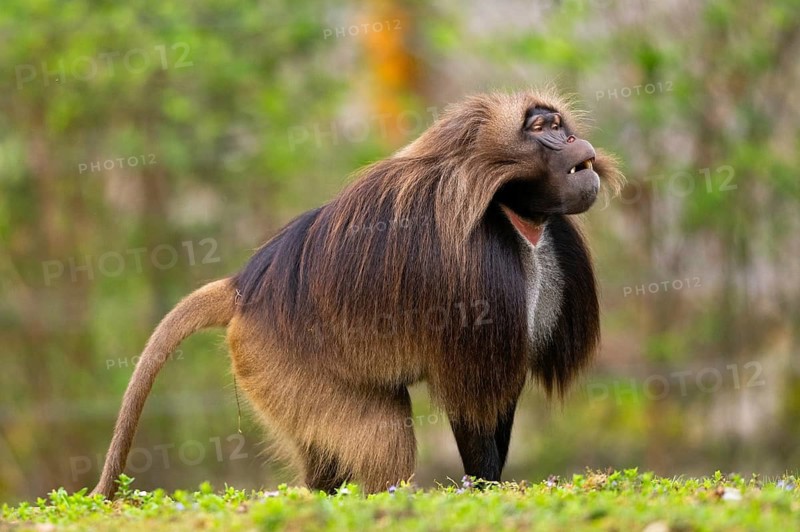 Gelada (Theropithecus gelada) male standing on a meadow, captive, distribution africa