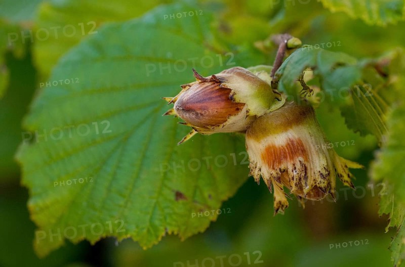 Betulaceae, birch family, corylus avellana, common hazel, hazel, hazel, hazel, common hazel, flora, plants, plants