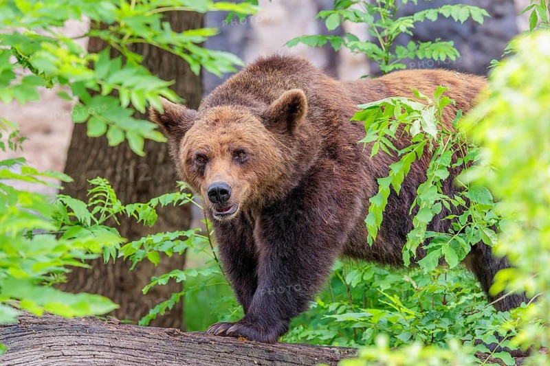 A female brown bear (Ursus arctos arctos) is hiding behind dense vegetation in hilly terrain. Transylvania, Romania