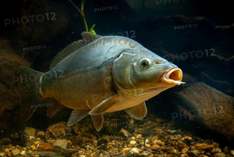 Carp, Cyprinus carpio, carp, fish, fishes, leather carp, pisces, mirror carp