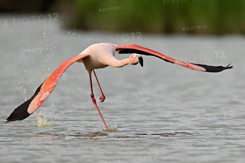 Pink flamingo (Phoenicopterus roseus), taking departure, Camargue Regional Nature Park, southern France, France