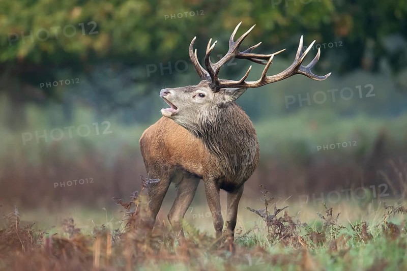 Red deer (Cervus elaphus) adult male stag animal roaring with its mouth open during the annual rut in autumn, England, United Kingdom