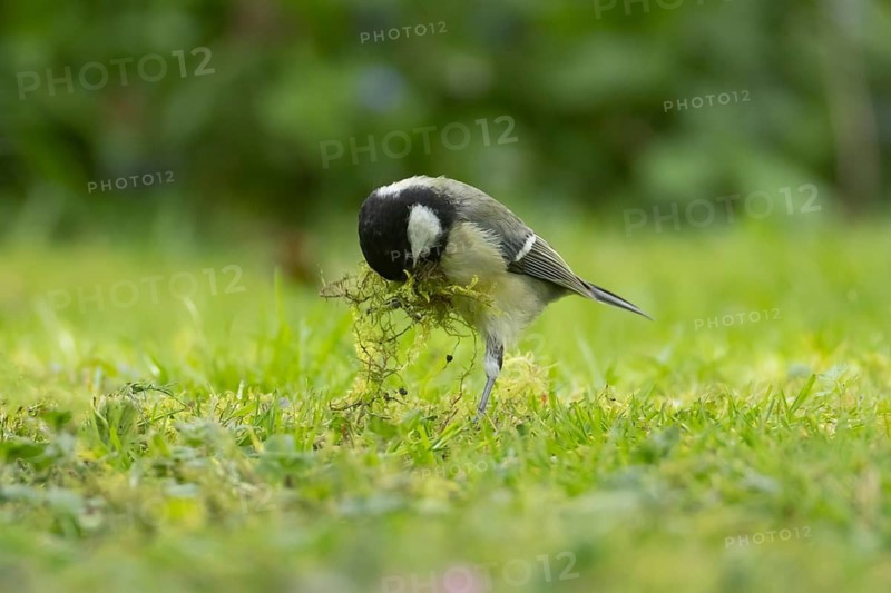 Great tit (Parus major) adult bird collecting moss from a garden lawn for nesting material in spring, Suffolk, England, United Kingdom