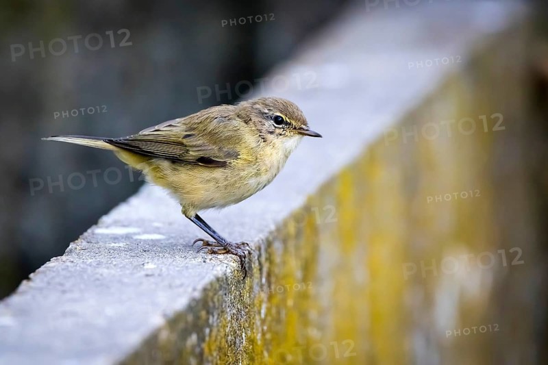 Animals, birds, chiffchaff, willow warbler, songbird, (Phylloscopus collybita), perched on a wall, Germany