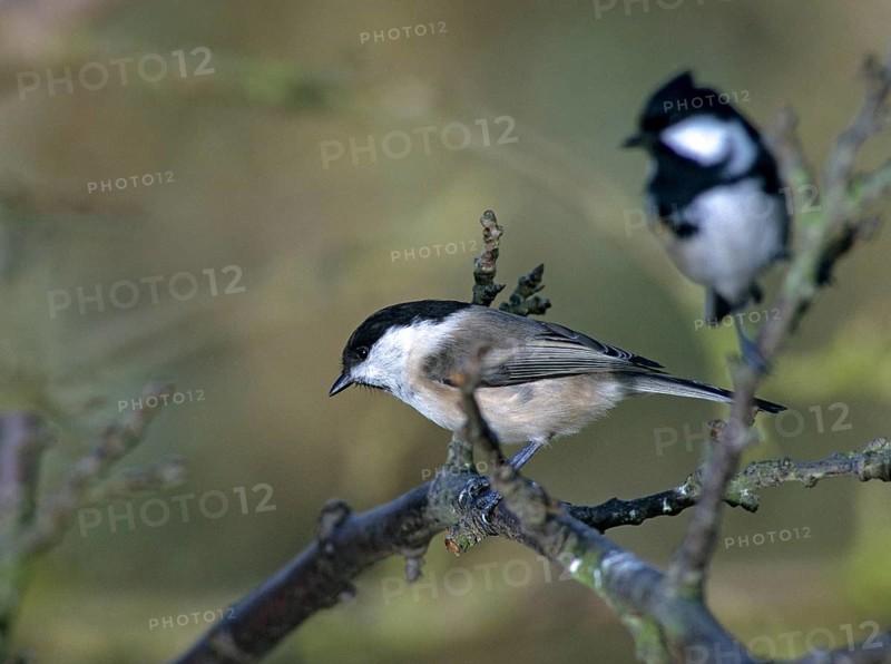 Coal tit, marsh tit, parus ater, parus palustris, periparus ater, poecile palustris, swamp tit, pine tit, birds, leo, tit, passeri, songbirds, tits, birds