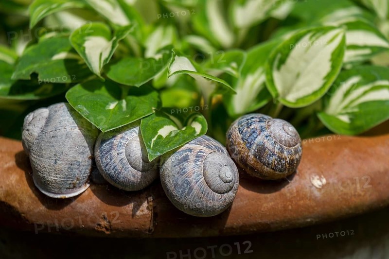 Several snails on the edge of a pot next to green leaves in a natural environment, the Netherlands