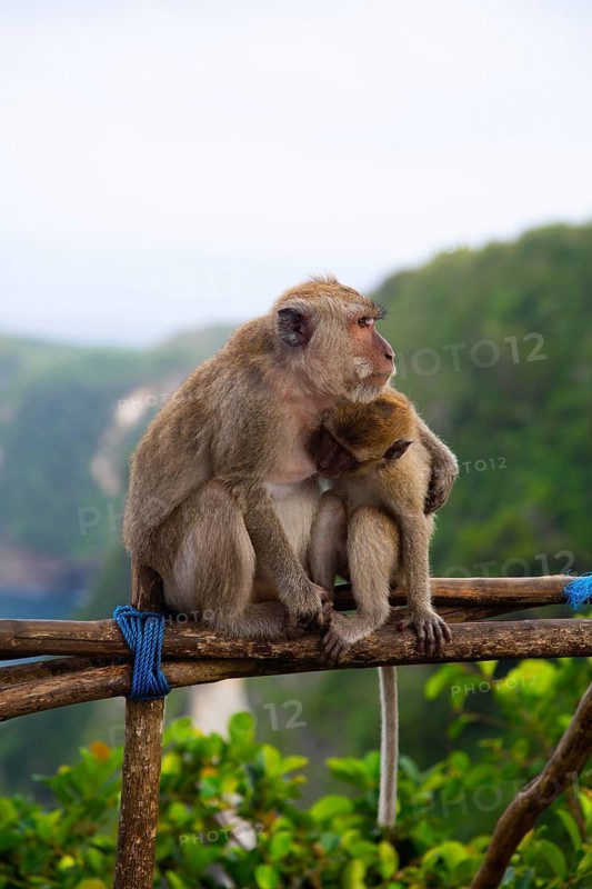 Two monkeys are sitting on a piece of wood, surrounded by lush greenery, a striking image of the crab-eating macaque (Macaca fascicularis) in Nusa Penida, Bali, Indonesia