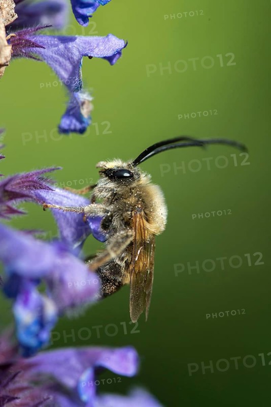 Apidae, bees, Eucera longicornis, early longhorn bee, hymenoptera, longhorn bee, long-horned bee, May longhorn bee, high size, portrait format, insects, insects