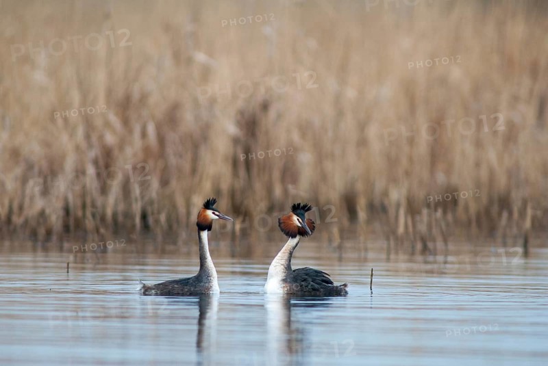 Great crested grebe, podiceps cristatus, courtship, courtship display, grebe, podicipedidae, diver, birds, waterbirds