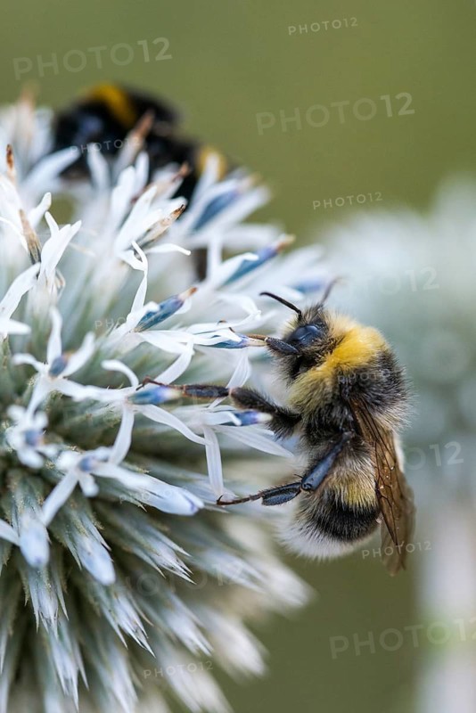 Apidae, bees, bombus lucorum, hymenoptera, pale bumblebee, light yellow bumblebee, hymenoptera, high size, portrait format, bumblebee, insects, male, white-tailed bumblebee