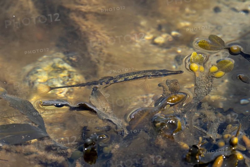 The sea stickleback (Spinachia spinachia) has discovered a prey animal and is approaching in concentration, Baltic Sea, coastal fish, saltwater fish, May, Denmark