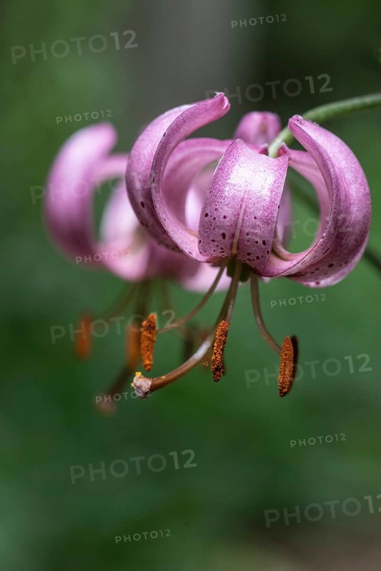 Martagon lily (Lilium martagon), Emsland, Lower Saxony, Germany