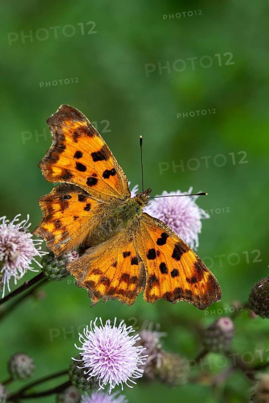 C-butterfly, comma butterfly, nymphalis c-album, polygonia c-album, butterfly, high size, portrait format, insects, butterfly, butterflies, butterflies