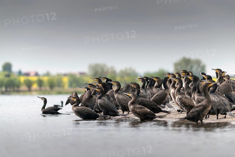 Black shag, cormorant, phalacrocorax carbo, birds, pelecaniforms, ropedes, birds, waterbirds, waterbirds
