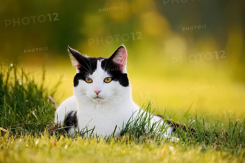 Domestic cat lying in a meadow, North Rhine-Westphalia, Germany