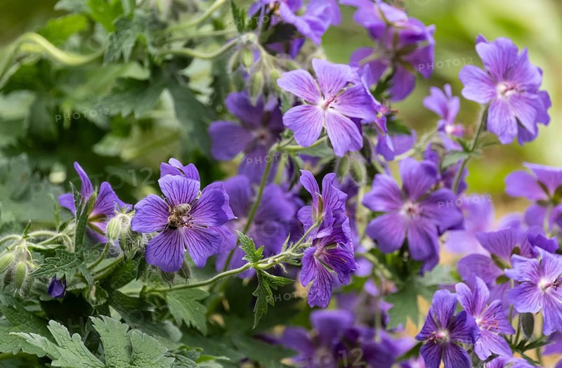 Meadow cranesbill (Geranium pratense), Germany