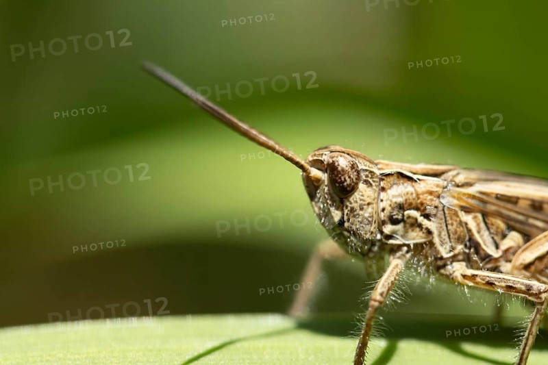 Meadow grasshopper (Chorthippus parallelus) adult insect in grassland in summer, Suffolk, England, United Kingdom
