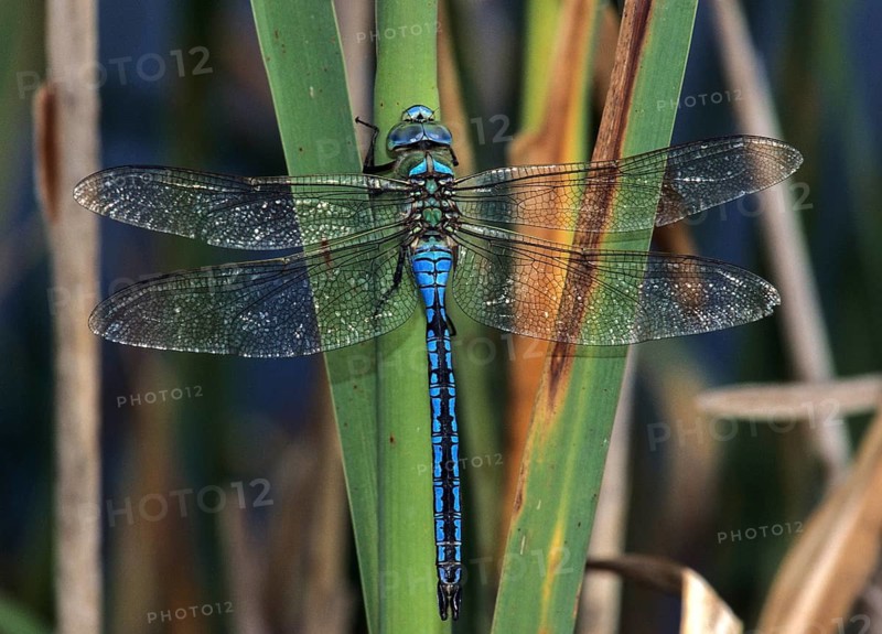 Anax Imperator, Blue Emperor, Emperor Dragonfly, King Libelle, Anisoptera, Damselflies, Dragonflies, Insects, Leo, Dragonflies, Male, Odonata
