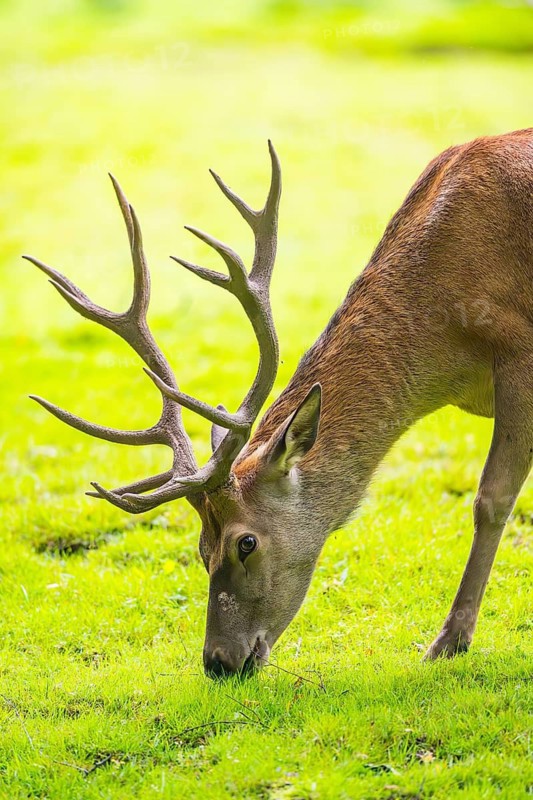 Red deer (Cervus elaphus) stag on a meadow, Bavaria, Germany