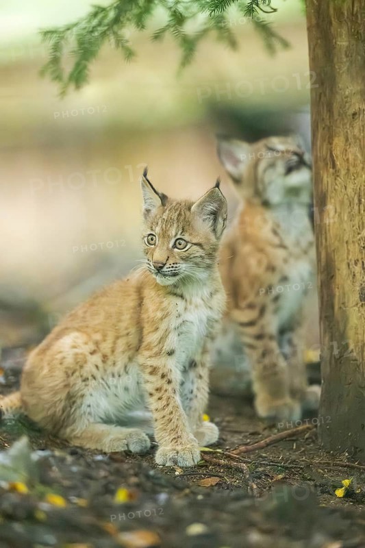 Eurasian lynx (Lynx lynx) youngsters (cub) sitting in a forest, Bavaria, Germany