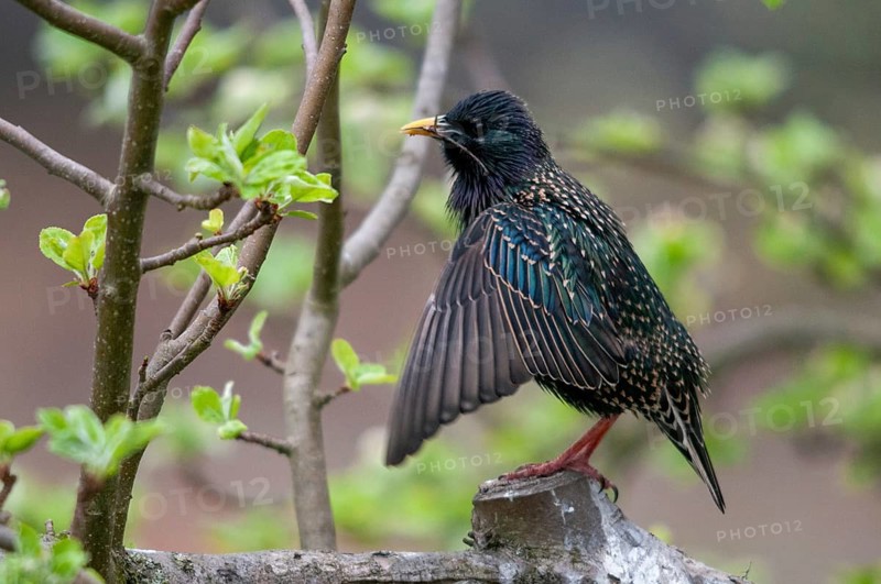 Star, Starling, Sturnus vulgaris, courtship behavior, birds, courtship display, spring, song, meadow orchard, passeri, singing, songbirds, song birds, jumping, orchard, birds