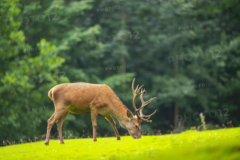 Red deer (Cervus elaphus) stag on a meadow, Bavaria, Germany