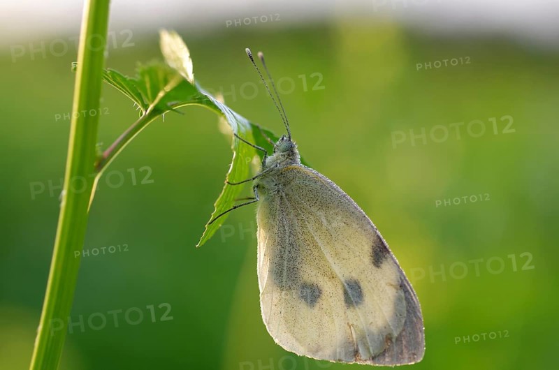 Cabbage butterfly (Pieris brassicae), butterfly, dewdrop, plant, The butterfly sits with closed wings on a leaf