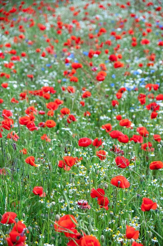 Flanders poppy, corn poppy, poppy, poppy, poppy, papaver rhoeas, papaveraceae, field strips, field weeds, common poppy, coquelicot, corn poppy, corn rose, field edge, field poppy, flora, high size, portrait format, plants, red poppy, red weed, summer
