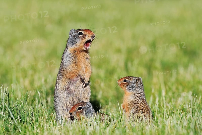 Columbia ground squirrel (Urocitellus columbianus, Spermophilus columbianus), a calling female with a young, Waterton Lakes National Park, Alberta, Canada