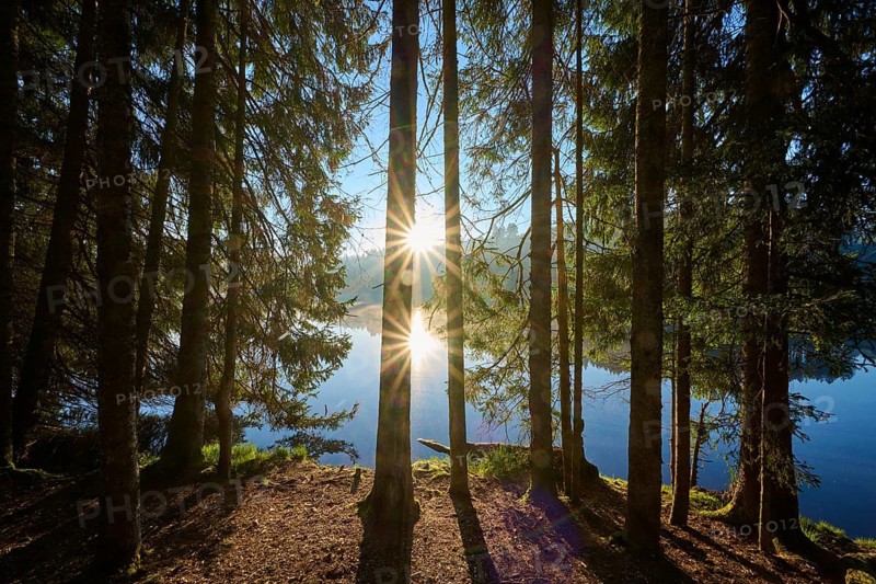 Sun rays penetrate a dense forest and are reflected in the water, Windgfällweiher, Lenzkirch, Black Forest, Breisgau Hochschwarzwald, Baden-Württemberg, Germany