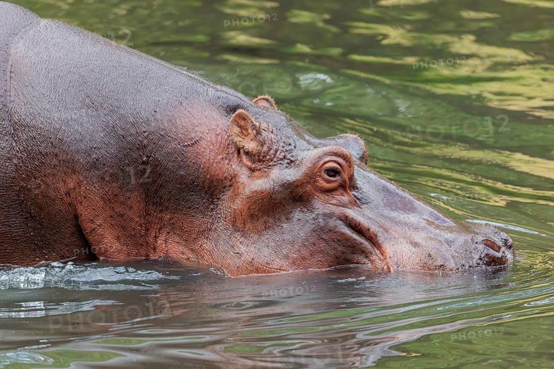 Portrait of a fully grown hippopotamus (Hippopotamus amphibius) standing in shallow water. Democratic Republic of the Congo, Uganda, Tanzania, Kenya, Ethiopia, Somalia, Sudan, Gambia, South Africa