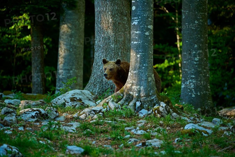 A brown bear hides behind trees in the forest, European brown bear (Ursus arctos), Slovenia