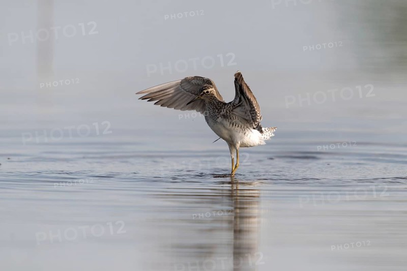 Bruchwassersträder, tringa glareola, wood sandpiper, birds, charadriiformes, flying, flight, limikolen, snipe birds, scolopacidae, birds, waders, waders