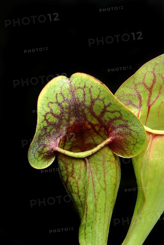 Red pitcher plant, Sarracenia purpurea, plant detail