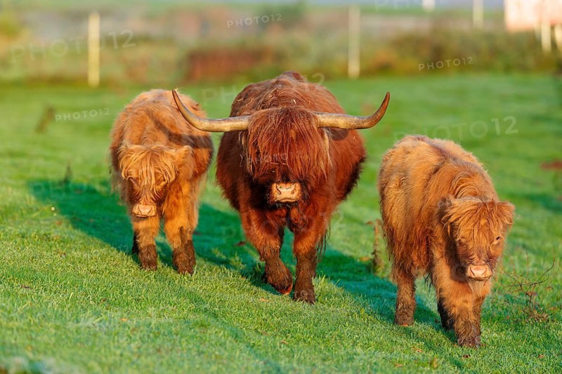 Early one sunny morning, a Highland cow (Bos primigenius taurus) walks side by side with two calves across a green pasture at the edge of the forest. Bavaria, Germany