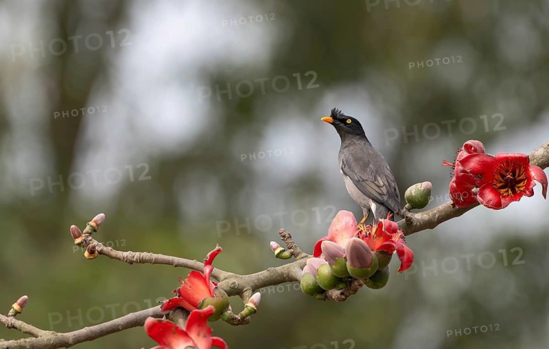 Jungle Myna (Acridotheres fuscus) on a flowering silk-cotton branch, sreepur, Gazipur, bangladesh