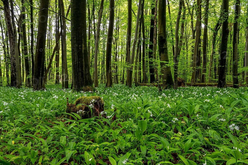 A view across a forest floor covered with white-flowering wild garlic (Allium ursinum) in spring, Hainich National Park, Thuringia, Germany