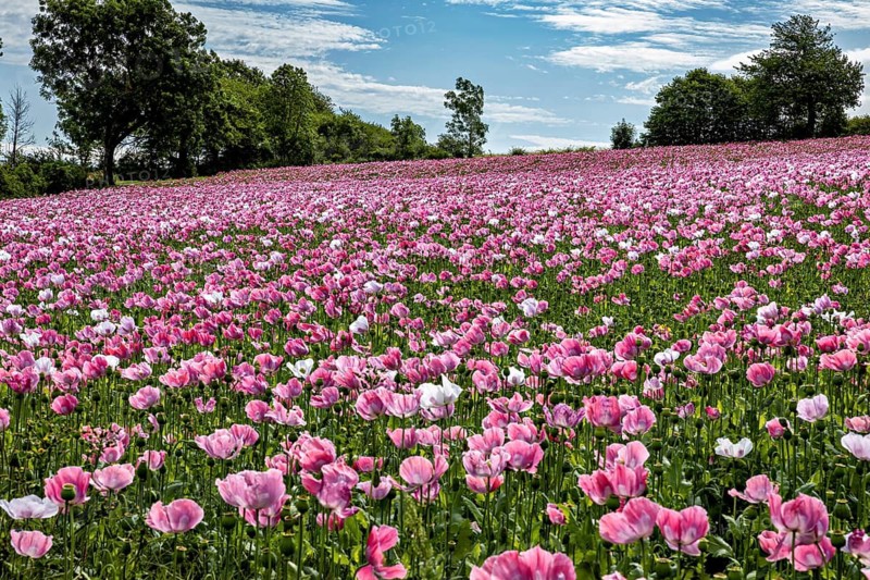 Wide field of pink poppies under a clear blue sky, surrounded by trees and landscape, The poppy near Grandenborn on the Ringgau in Hesse