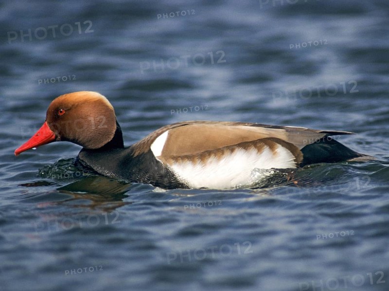 Common duck, netta rufina, red-crested pochard, anatidae, birds, ducks, ducks, ducks, male, birds, waterbirds, waterbirds